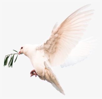 Doves Png, Transparent Png, Transparent PNG