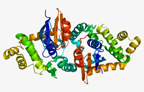 Protein Gstk1 Pdb 1yzx, HD Png Download, Transparent PNG