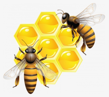 Best Free Honey Png Image Without Background, Transparent Png, Transparent PNG