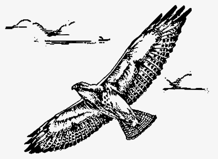 Swainsion Hawk In Flight Clip Arts, HD Png Download, Transparent PNG