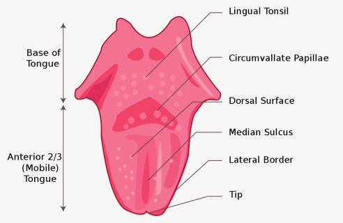 Tongue Png, Transparent Png, Transparent PNG