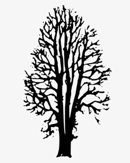 Beech Tree Vector Image, HD Png Download, Transparent PNG