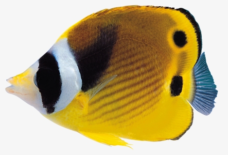 Coral Reef Fish Png , Png Download, Transparent Png, Transparent PNG