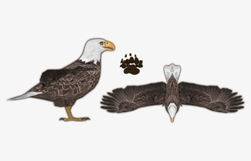 American Bald Eagle Png, Transparent Png, Transparent PNG