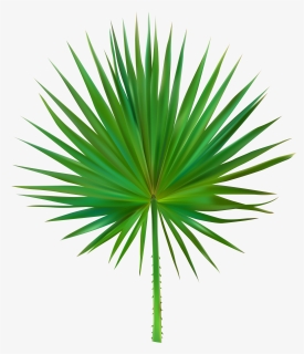 Palm Leaf Png , Png Download, Transparent Png, Transparent PNG