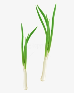 Free Png Download Green Fresh Onion Png Images Background, Transparent Png, Transparent PNG
