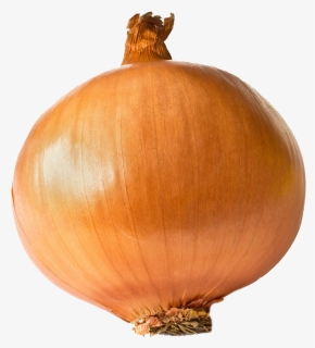 Onion Png, Transparent Png, Transparent PNG