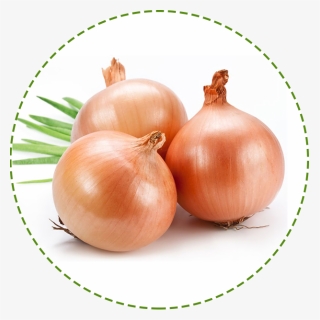 Transparent Onion Plant Png, Png Download, Transparent PNG