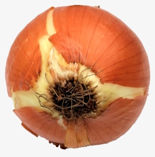 Onion-2, HD Png Download, Transparent PNG
