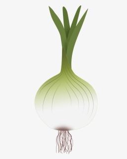 Onion Png, Transparent Png, Transparent PNG