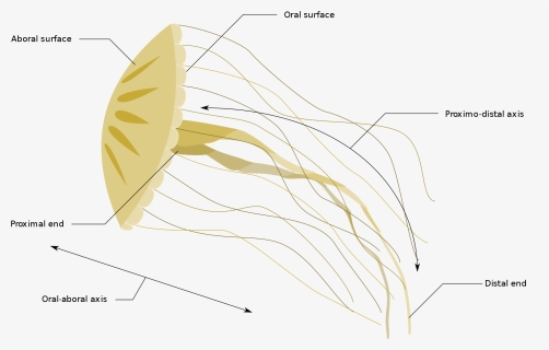 Diagrams Of Jellyfish , Png Download, Transparent Png, Transparent PNG