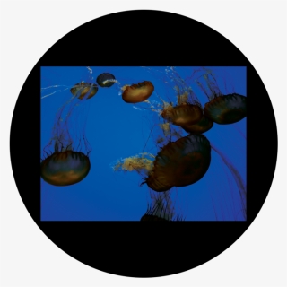 D - Antonakos - Jellyfish - Jellyfish , Png Download, Transparent Png, Transparent PNG