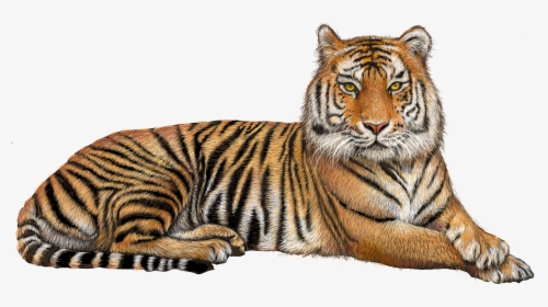 Tiger Png, Transparent Png, Transparent PNG