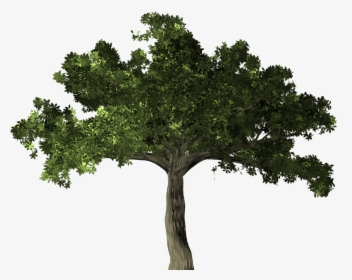 Fig Tree Png, Transparent Png, Transparent PNG