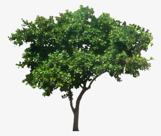Tree For Architectural Rendering - Architecture Rendering Tree Png, Transparent Png, Transparent PNG