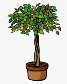John Cena Clipart Plant - Ficus Tree Clip Art, HD Png Download, Transparent PNG