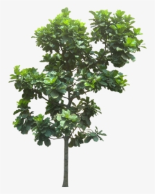 Fig Tree Cut Out, HD Png Download, Transparent PNG