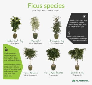 Ficus Facts And Care - Bonsai, HD Png Download, Transparent PNG