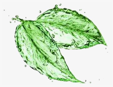 Green Tea Matcha Water Stock Photography - Propreté Nettoyage, HD Png Download, Transparent PNG