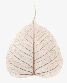 File - Skeletonized Leaf - Ficus Religiosa - Kolkata, HD Png Download, Transparent PNG
