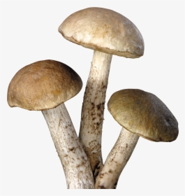 Mushrooms Transparent Background, HD Png Download, Transparent PNG