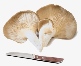 Fresh Oyster Mushrooms, HD Png Download, Transparent PNG