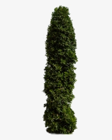 Hedge, HD Png Download, Transparent PNG