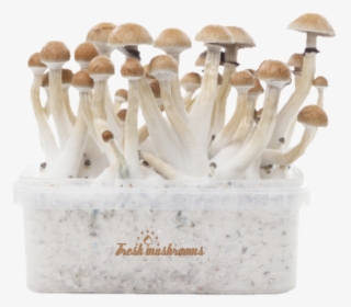 Mushrooms Thai Grow, HD Png Download, Transparent PNG