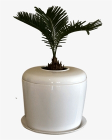 Indoor Living Cremation Urn Plant - Flowerpot, HD Png Download, Transparent PNG