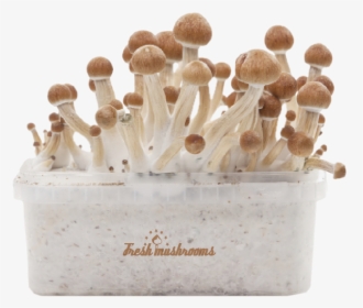 Mushrooms Ecuador's, HD Png Download, Transparent PNG