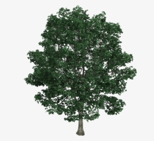 Transparent Ficus Tree Png - Top View Tree Texture Png, Png Download, Transparent PNG