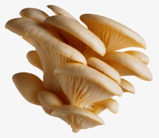Mushrooms Png - Nature - Mushroom Png, Transparent Png, Transparent PNG