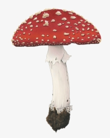 Fly Agaric Mushroom Png, Transparent Png, Transparent PNG