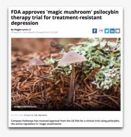 Psilocybin Fda - Magic Mushrooms Growing In Cow Poop, HD Png Download, Transparent PNG