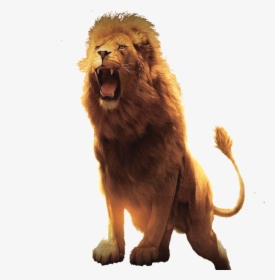 Modern Day “lion Of The Tribe Of Judah” - Lion Hd Images Free Download, HD Png Download, Transparent PNG