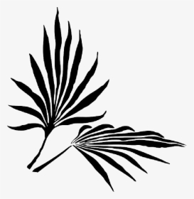 Palm Fronds Png Search Results Landscaping Gallery - Palm Frond Clip Art, Transparent Png, Transparent PNG