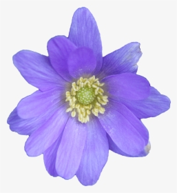 Flower Blue - Anemone Png, Transparent Png, Transparent PNG