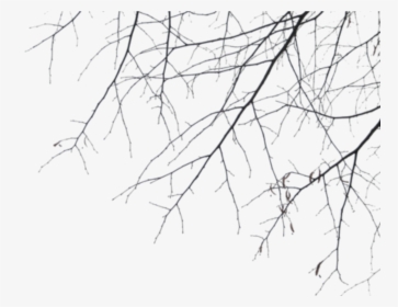 Branches , Png Download - Branches, Transparent Png, Transparent PNG
