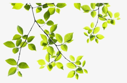 Tropical Branch Png - Tree Branches Png Hd, Transparent Png, Transparent PNG