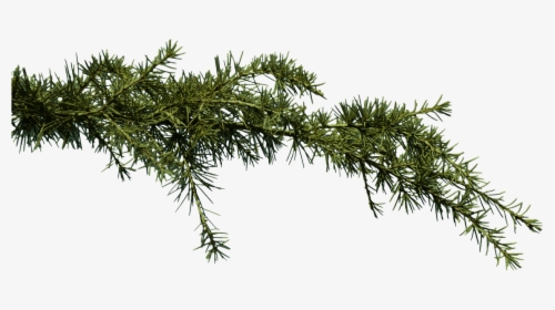 Pine Branches Png - Free Png Tree Branche, Transparent Png, Transparent PNG