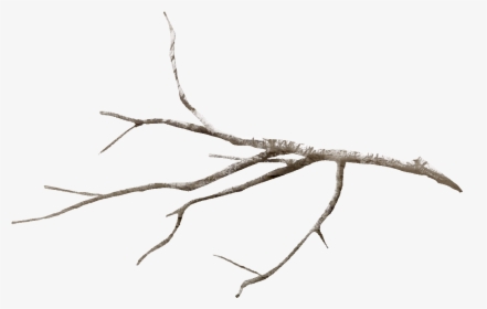 Twig Tree Branch Leaf Flower - Transparent Branch Png, Png Download, Transparent PNG