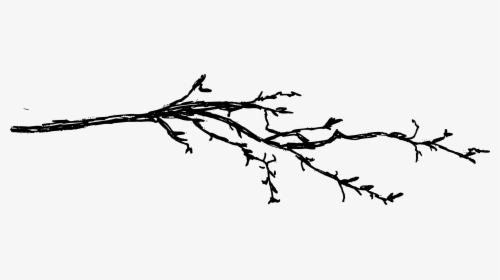 Tree Branch Drawing Png, Transparent Png, Transparent PNG