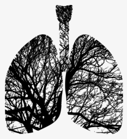 Tree Lung Png, Transparent Png, Transparent PNG