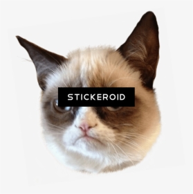 Grumpy Cat Head - Grumpy Cat God Meme, HD Png Download, Transparent PNG