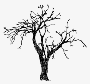 2 Branches Tree Png - Tree Drawing Png, Transparent Png, Transparent PNG