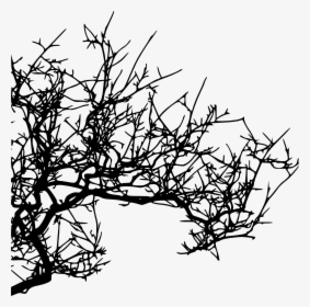 Tree Branches Png For Kids - Tree Branch Png Hd Texture, Transparent Png, Transparent PNG