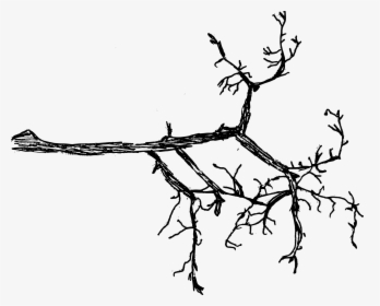 Drawing Of A Branch, HD Png Download, Transparent PNG