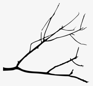 Transparent Tree Limb Png - Tree Branches Drawing Png, Png Download, Transparent PNG