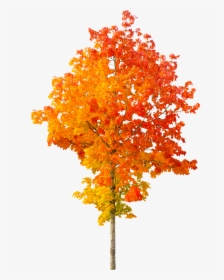 Autumn Tree Transparent Background, HD Png Download, Transparent PNG