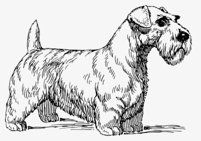 Line Art,art,paw - Sealyham Terrier Vector, HD Png Download, Transparent PNG